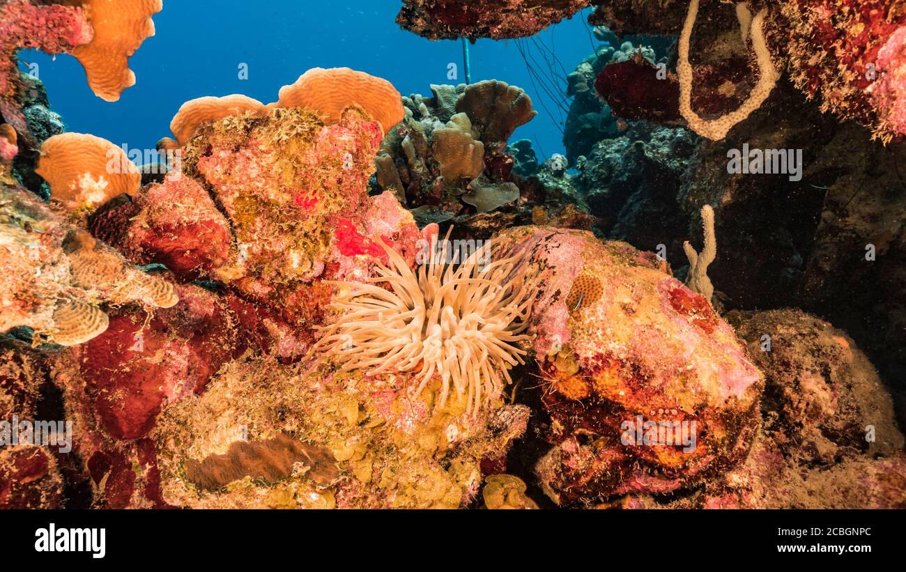 Nahaufnahme von Sea Anemone im Korallenriff der Karibik / Curacao Stockfoto