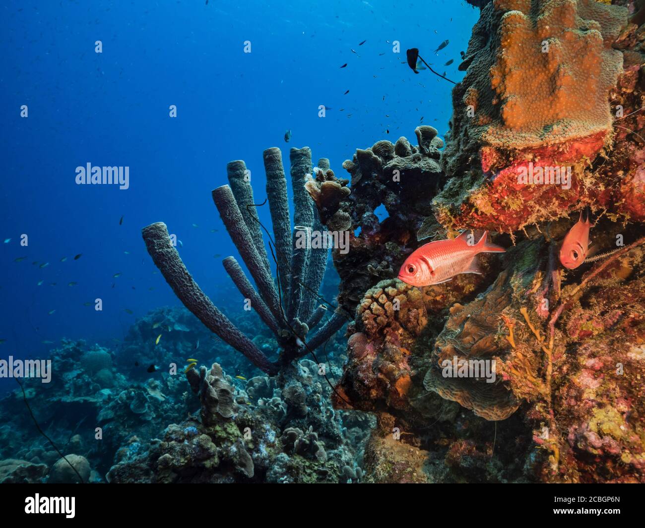 Seascape in türkisfarbenem Korallenriff im Karibischen Meer / Curacao mit Blackbar Soldatenfischen, Korallen und Ove-Pipe Schwamm Stockfoto