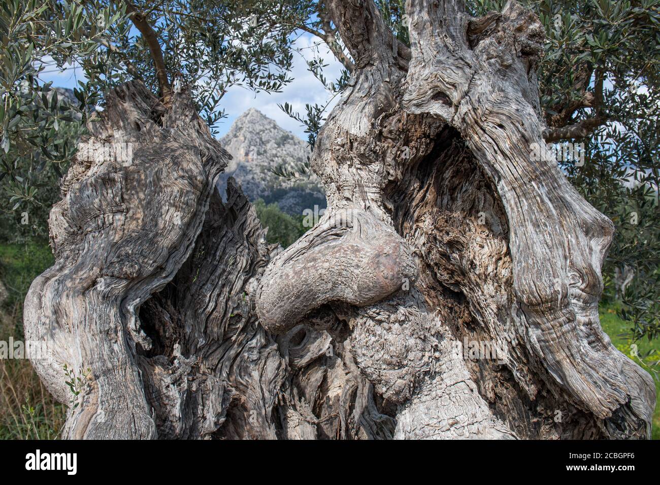 Alter Olivenbaum in Form eines Gesichts mit großer Nase, in der Nähe der Stadt Bunyola, Mallorca, Balearen, Spanien, Europa Stockfoto