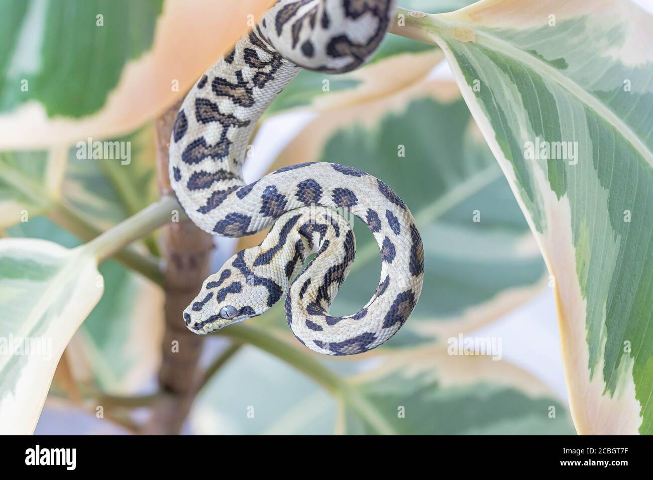 Morelia spilota, die auf den Blättern der Gummifeige hängt und wegschaut. Schlange, exotisches Haustier. Nahaufnahme, Makro. Tapete, Poster, Hintergrund Stockfoto