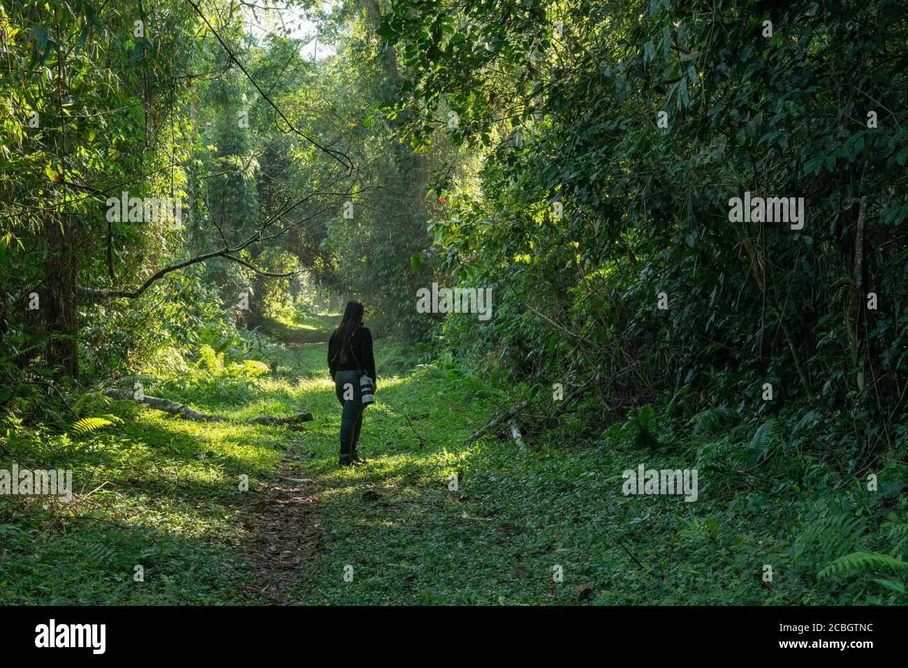 Eine Frau, die auf einem Wanderweg im atlantischen Regenwald von Ubatuba, im Südosten Brasiliens, geht Stockfoto