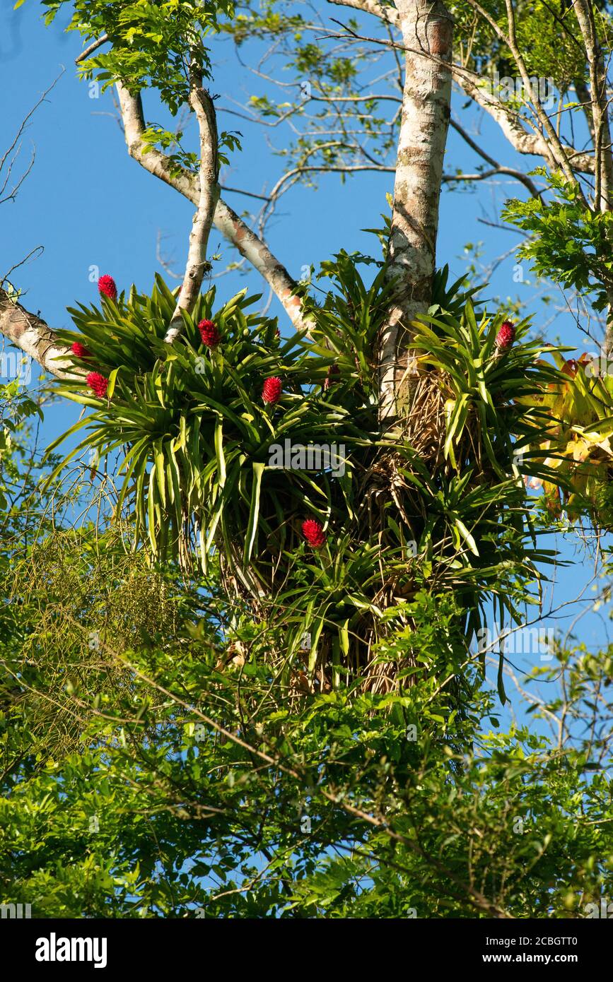 Bromelien aus dem Atlantischen Regenwald von Süd-Brasilien Stockfoto