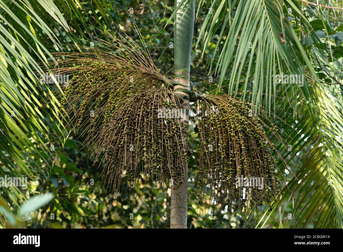 Palmitobeeren (Euterpe edulis) aus dem Atlantischen Regenwald Brasiliens Stockfoto