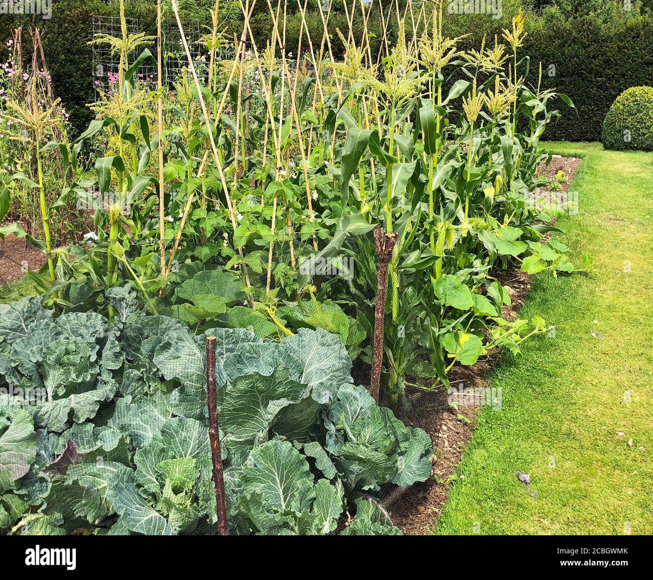 Kohl und Zuckermais im Potager bei Easton Walled Garten Stockfoto