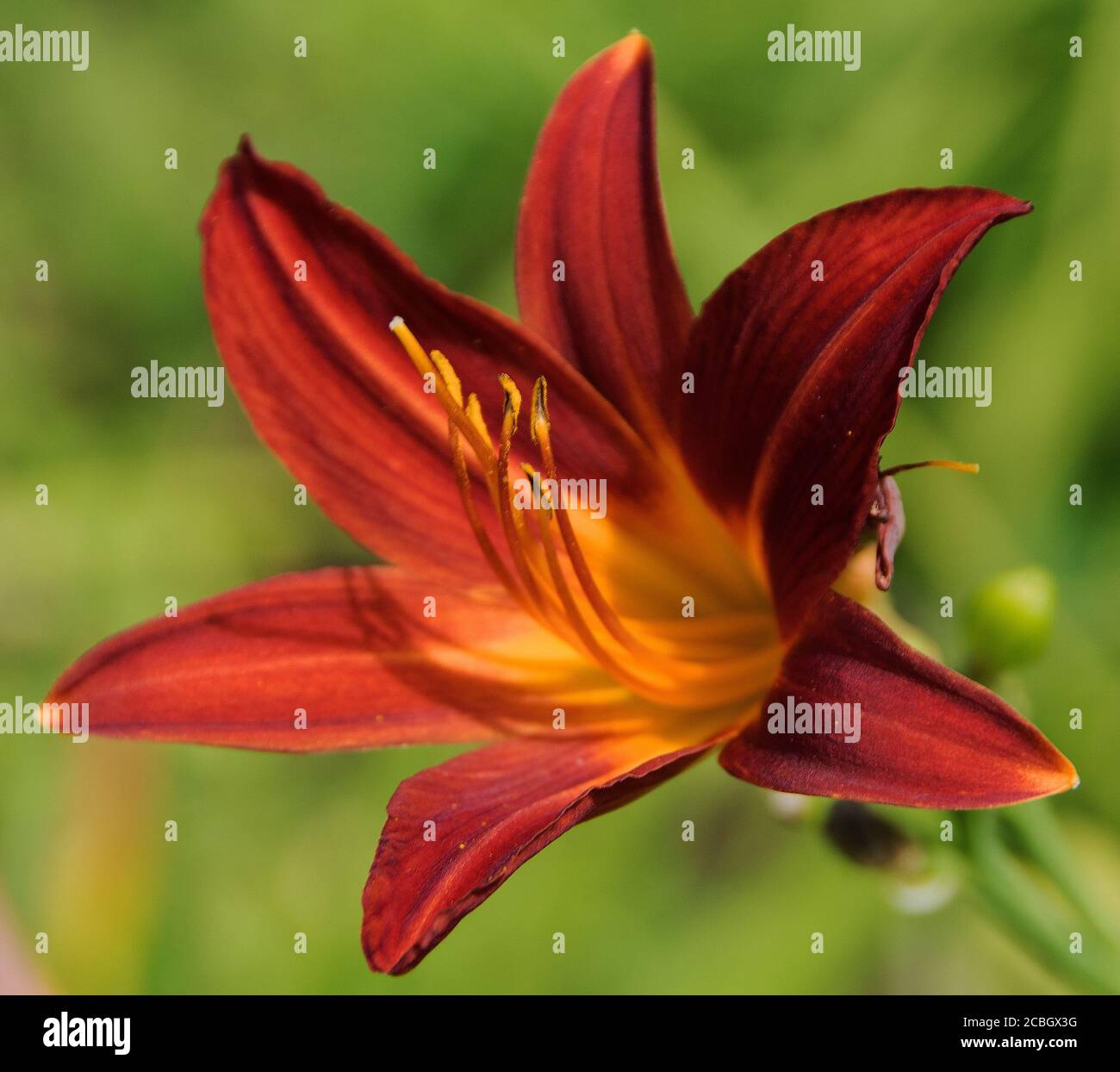 Hemerocallis "Stafford" Stockfoto