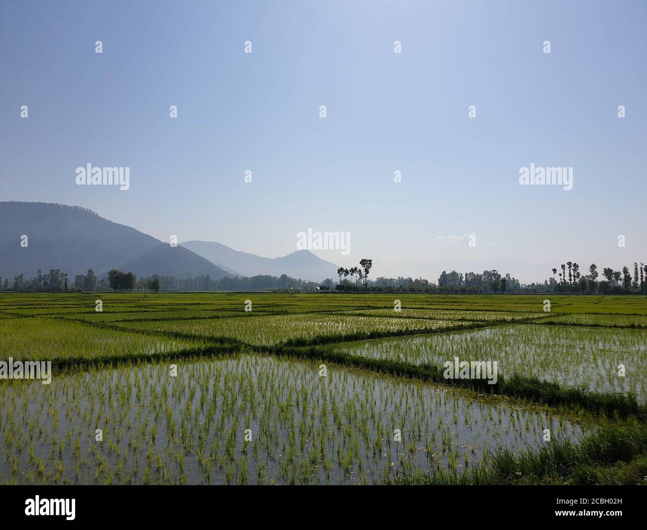 Grüne Pflanzen Reisfelder und blauer Himmel eine natürliche Schönheit und schöne Landschaft im Sommer. Landschaftsansicht der Natur sieht cool aus. Kleine Bäume wachsen Stockfoto