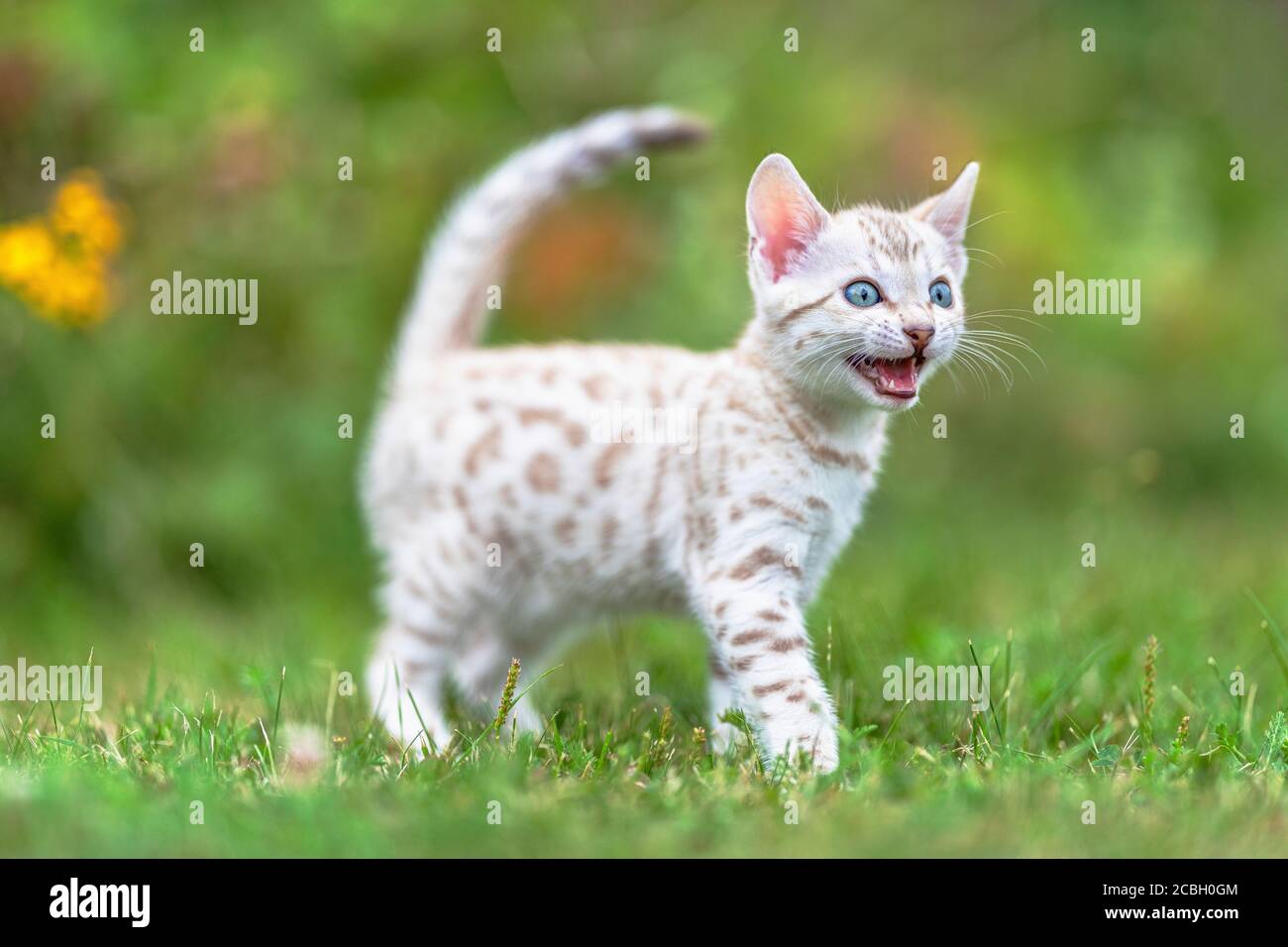 Ein süßes weißes Snow Bengal Kätzchen im Freien, das im Gras läuft. Die  neugierige kleine Katze ist 7 Wochen alt, und sie hat ihren Mund geöffnet,  mäht. Mit einigen Stockfotografie - Alamy