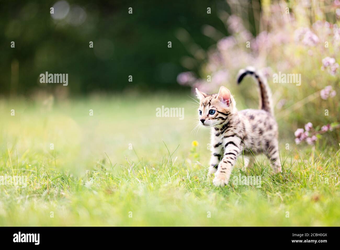 Ein niedliches neugieriges geflecktes Bengal Kätzchen im Sommer draußen im Gras, auf Abenteuer. Das Kätzchen ist 7 Wochen alt. Platz für Text kopieren. Stockfoto