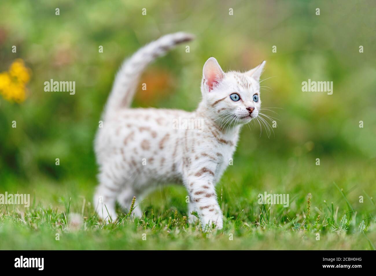 Ein süßes weißes kleines bengalisches Kätzchen im Freien, das im Gras läuft. Die neugierige kleine Katze ist 7 Wochen alt, und sie schaut weg von der Kamera. Mit som Stockfoto