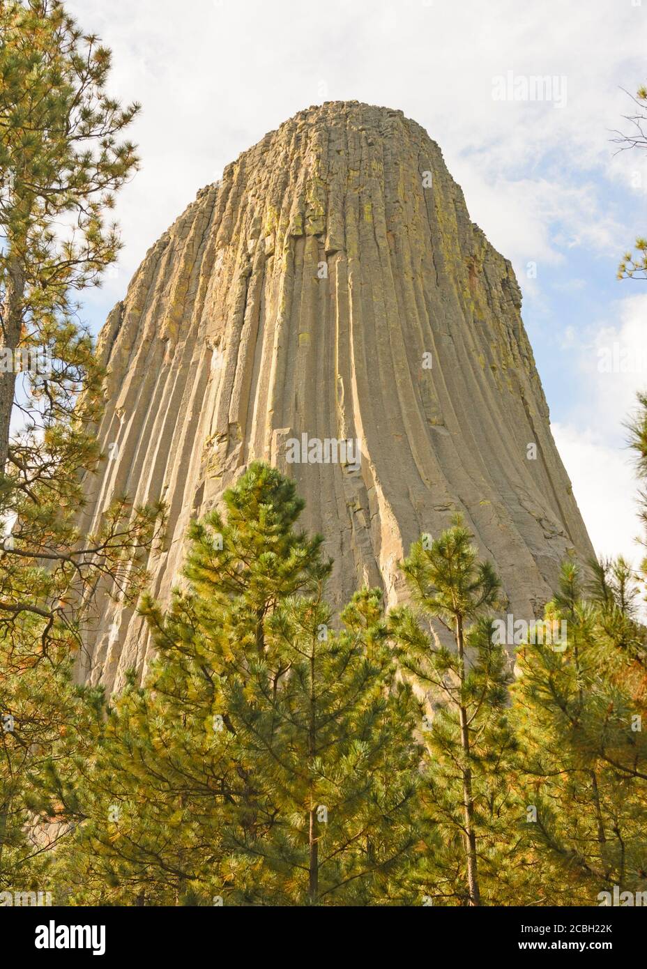 Devils Tower Peeking aus den Pines in Devils Tower National Monument in Wyoming Stockfoto