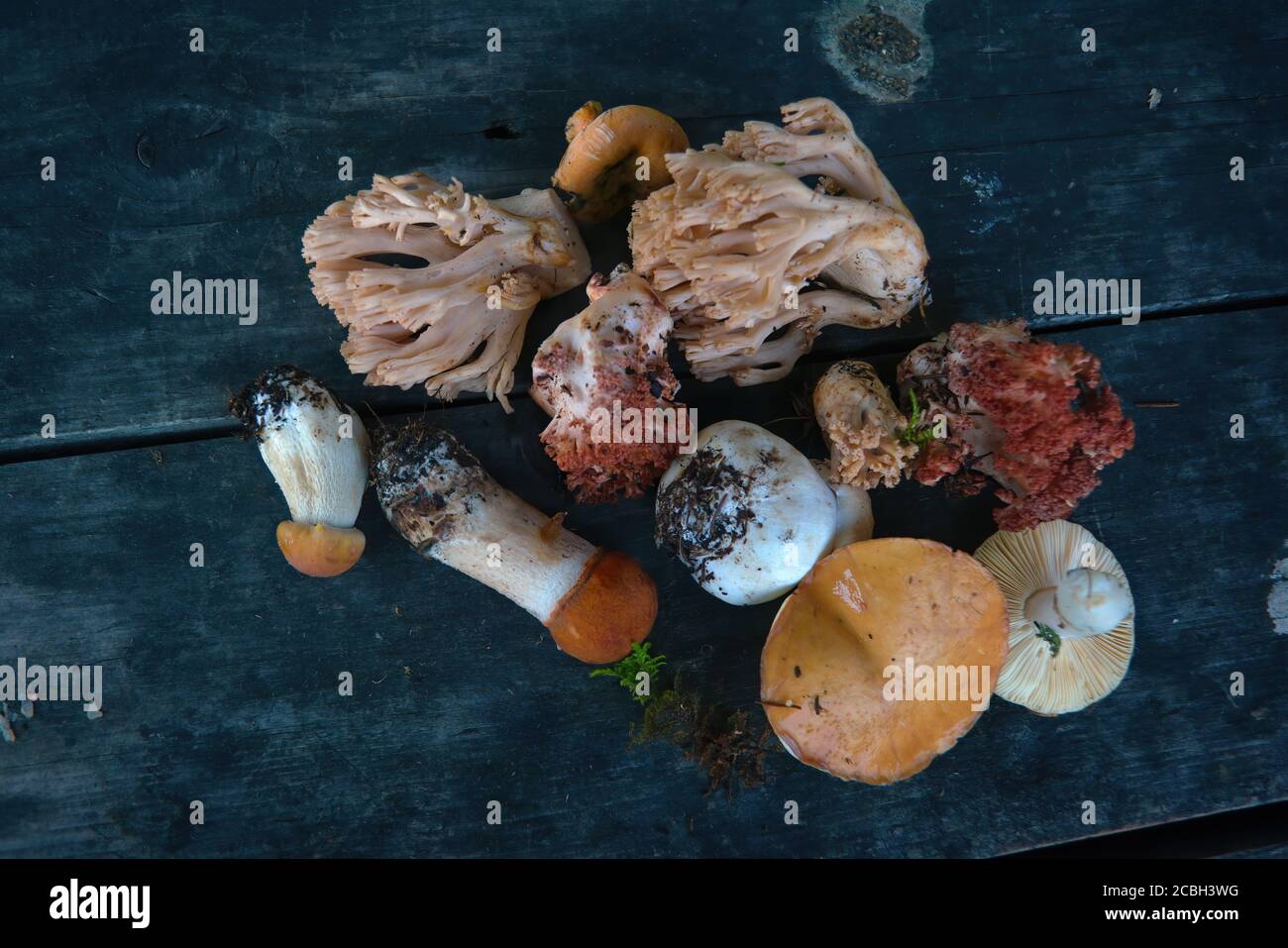 Eine Vielzahl von frisch gepflückten Waldpilzen auf dem Hintergrund eines alten Holztisches Nahaufnahme. Stockfoto