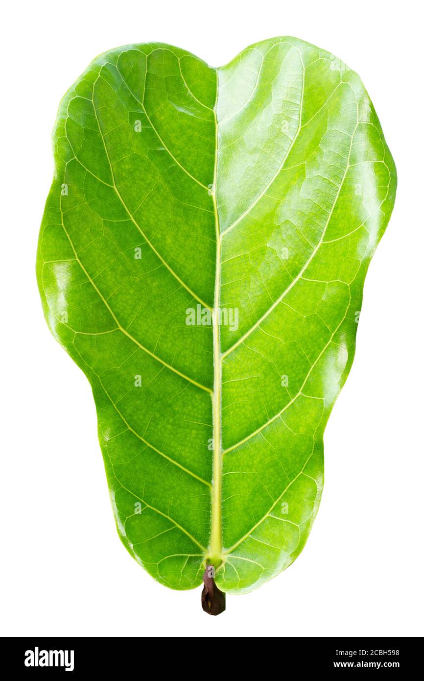 Ficus lyrate Blatt isoliert auf weißem Hintergrund Stockfoto