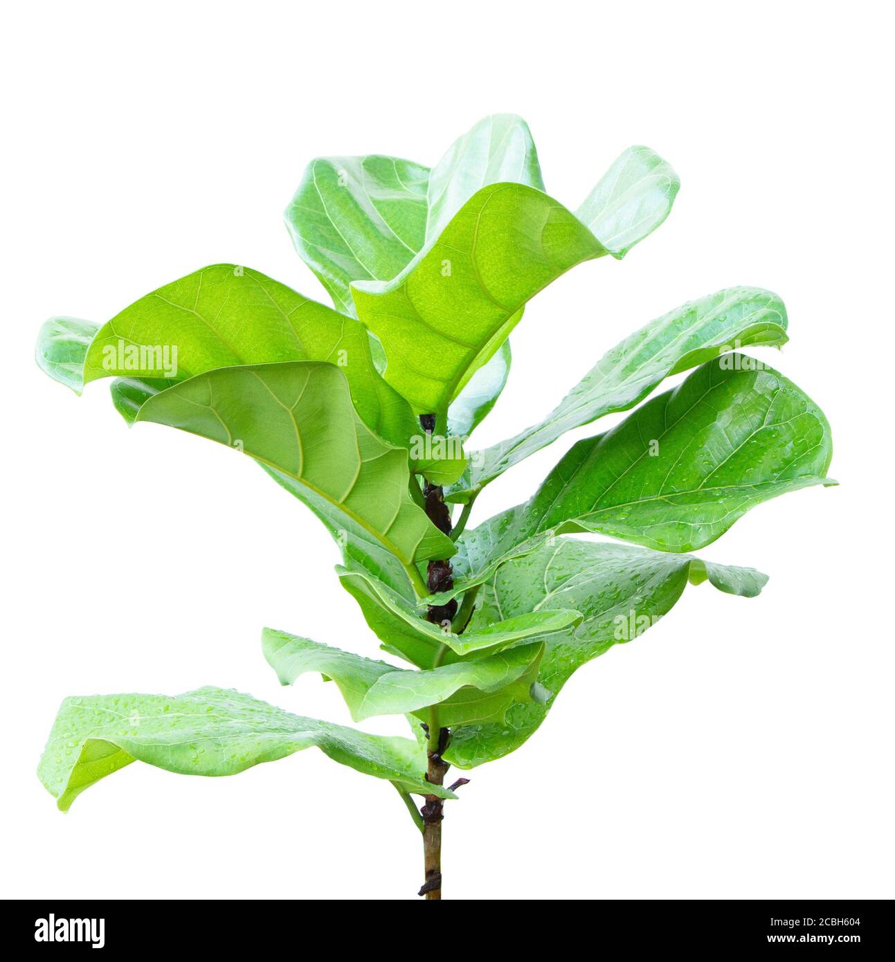 Ficus lyrate Blatt isoliert auf weißem Hintergrund Stockfoto