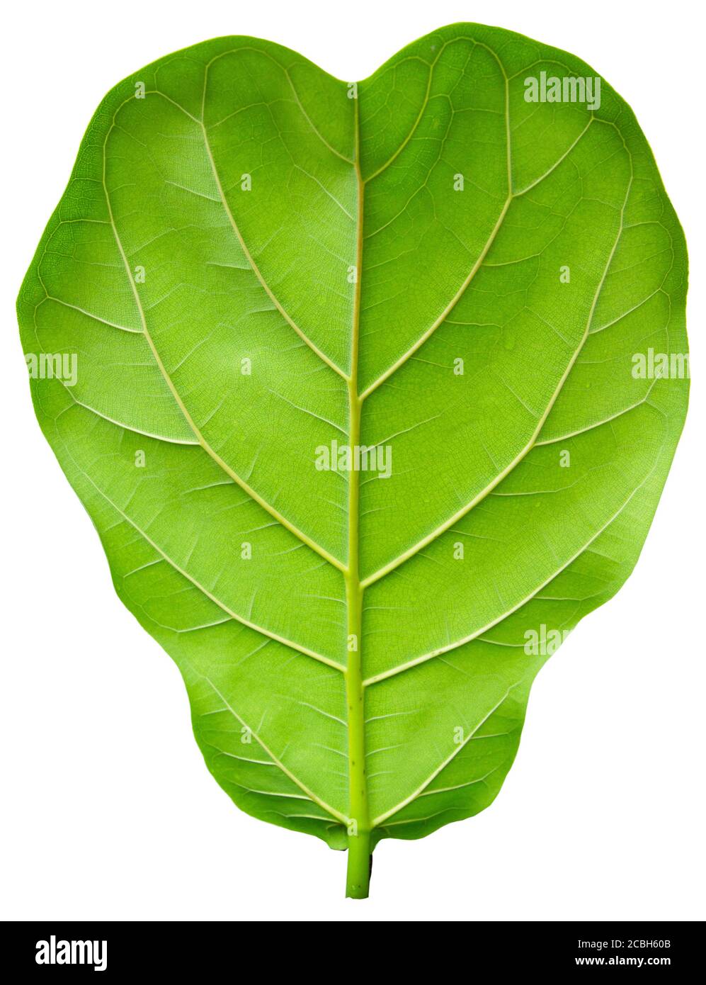 Ficus lyrate Blatt isoliert auf weißem Hintergrund Stockfoto