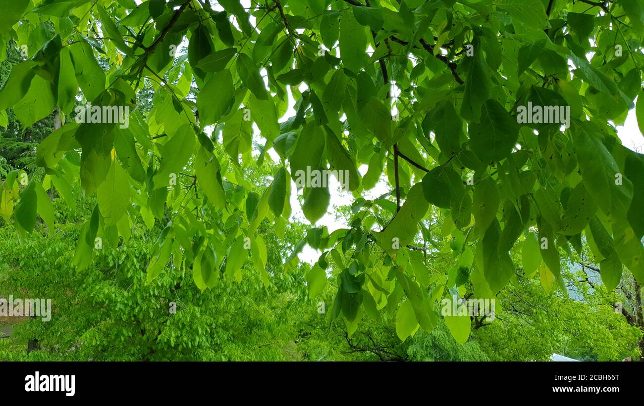 Fruhling Knospen Blumen Neue Fruchte Baum Aste Grun Und Grune Schonheit Der Natur Kleine Baume Wachsen Im Neuen Fruhjahr Die Schone Landschaft Von Natu Stockfotografie Alamy