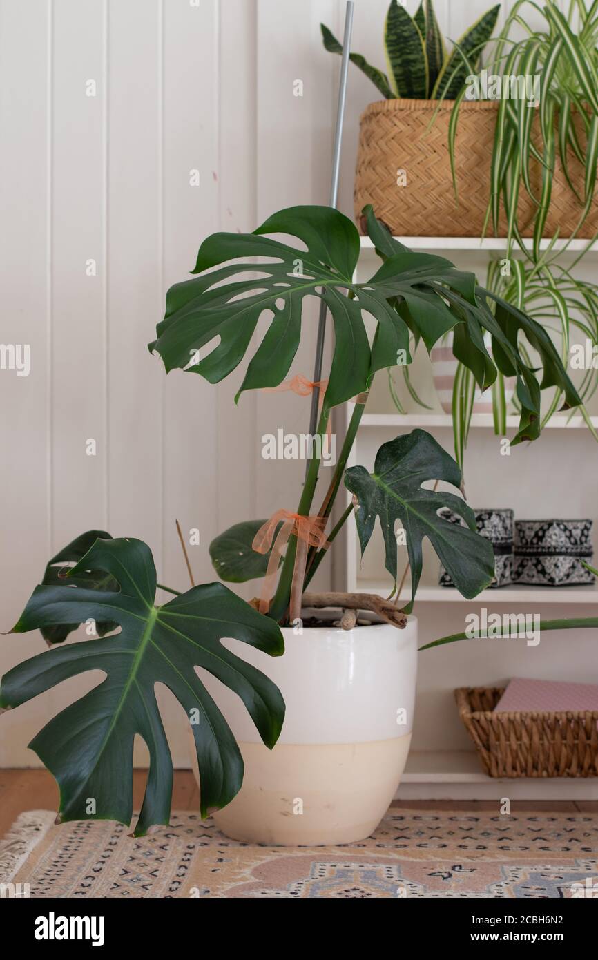 Große Indoor-Topfpflanze Monstera in weißem Raum Stockfoto