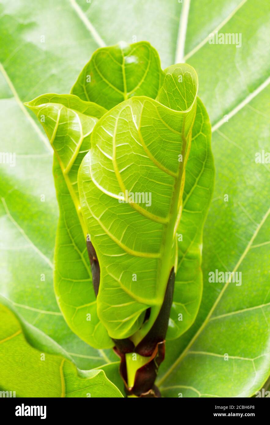 Junge Ficus Lyrate Blatt mit Tropfen Wasser Stockfoto