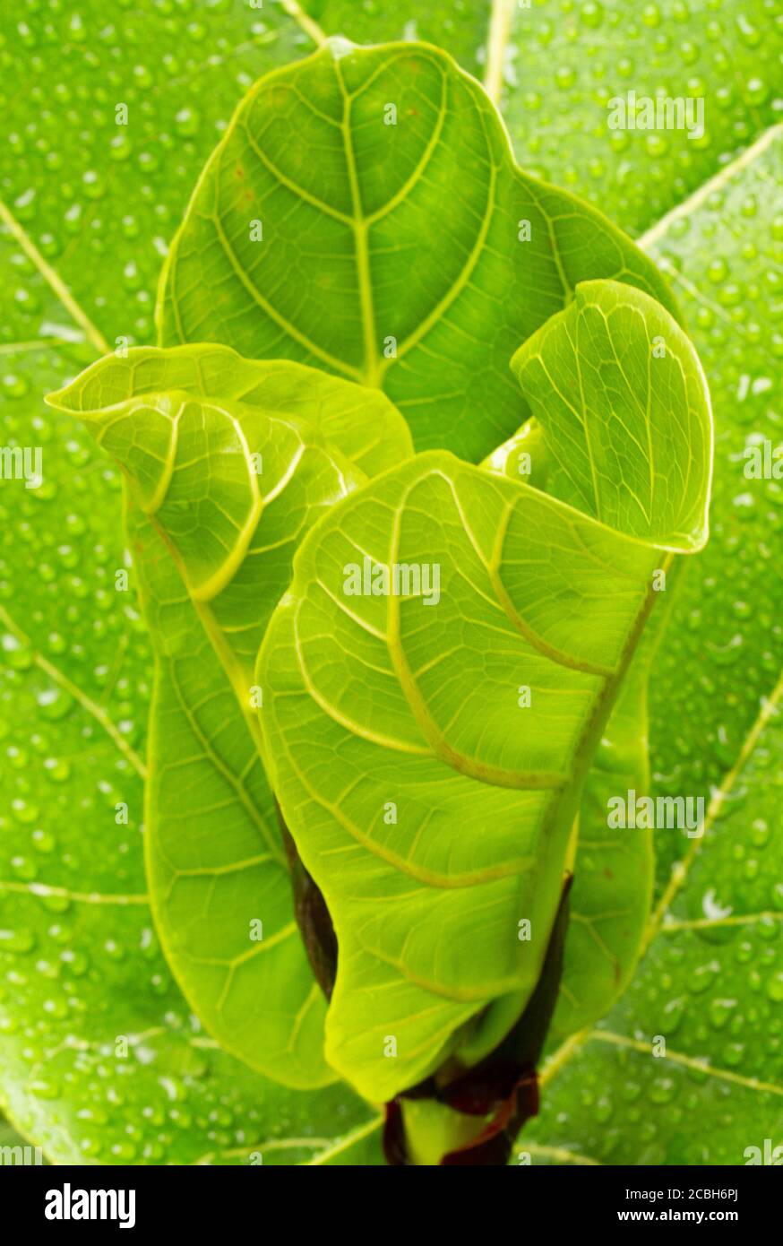 Junge Ficus Lyrate Blatt mit Tropfen Wasser Stockfoto