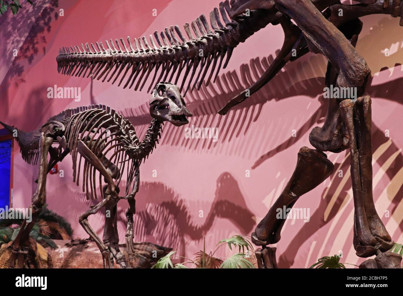 Dinosaurier Skelett Display im Museum Stockfoto