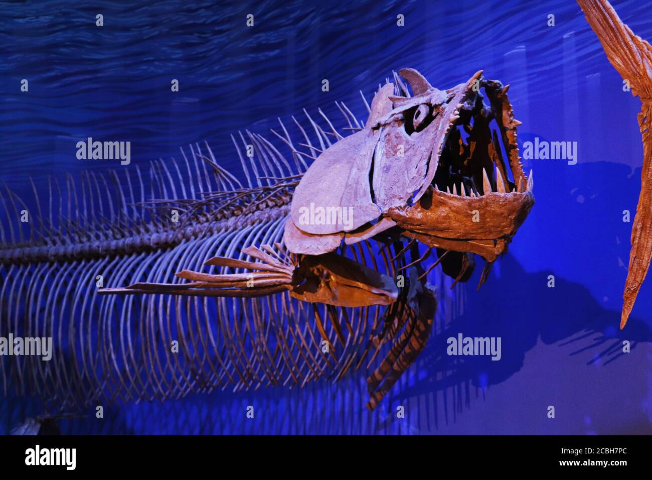 Prähistorische Fische im Museum Stockfoto