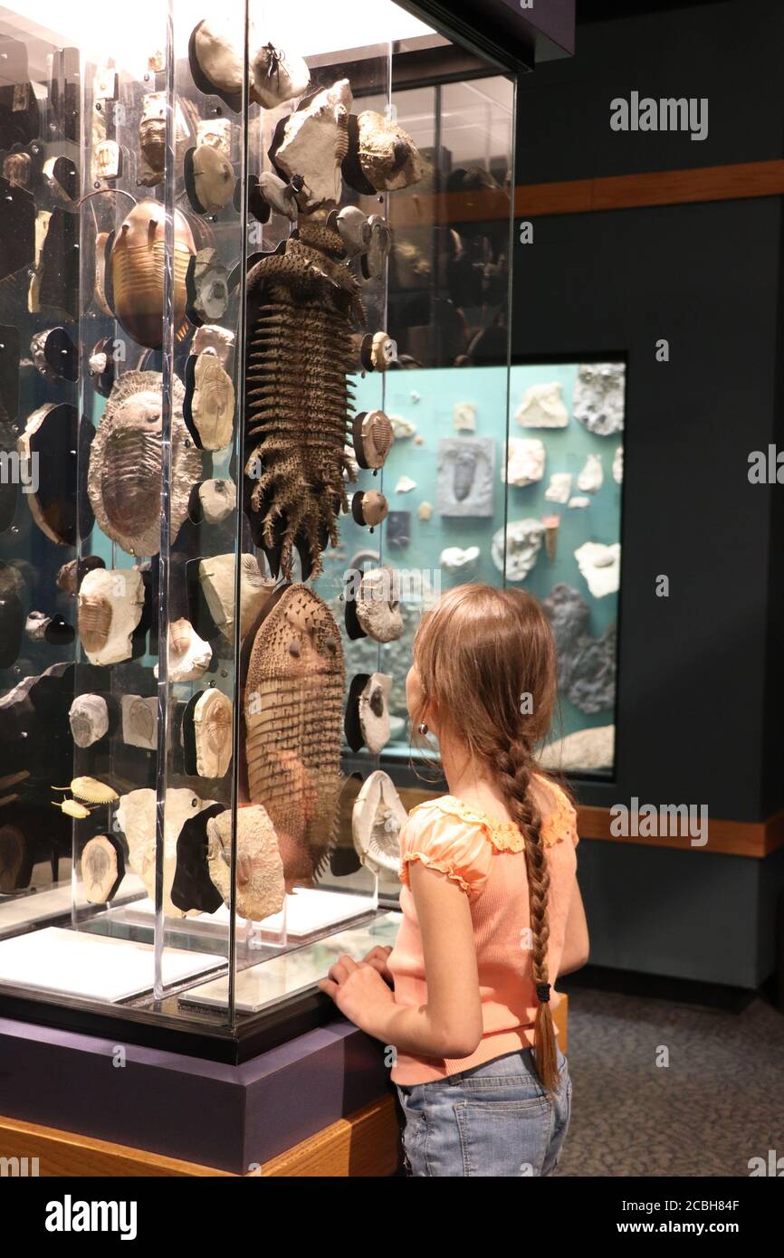Kind, das ausgestorbene Meereslebewesen in einer Vitrine betrachtet, Museum in Lehi, Utah Stockfoto