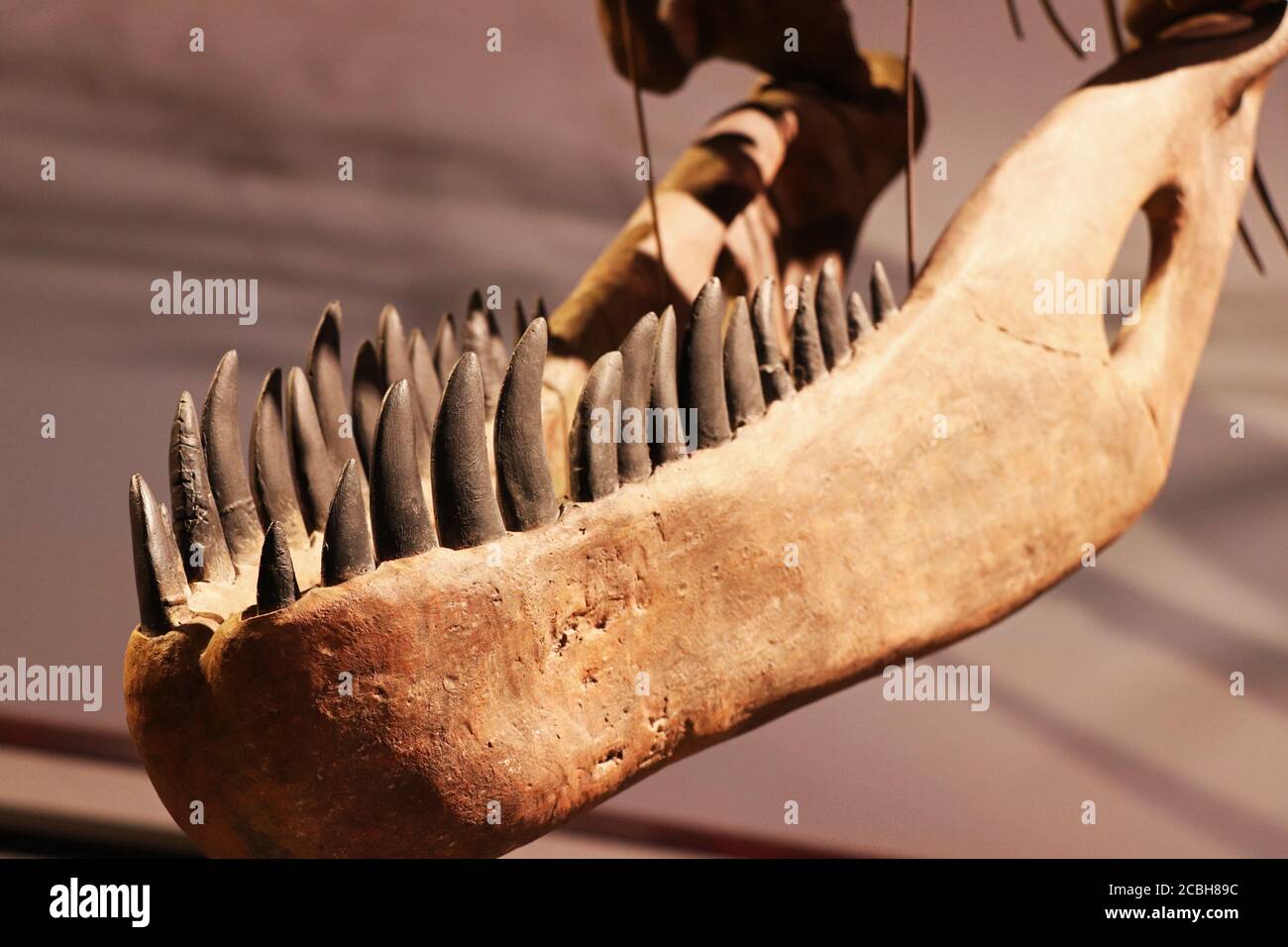 Der untere Teil des Kiefers eines Fossils Stockfoto