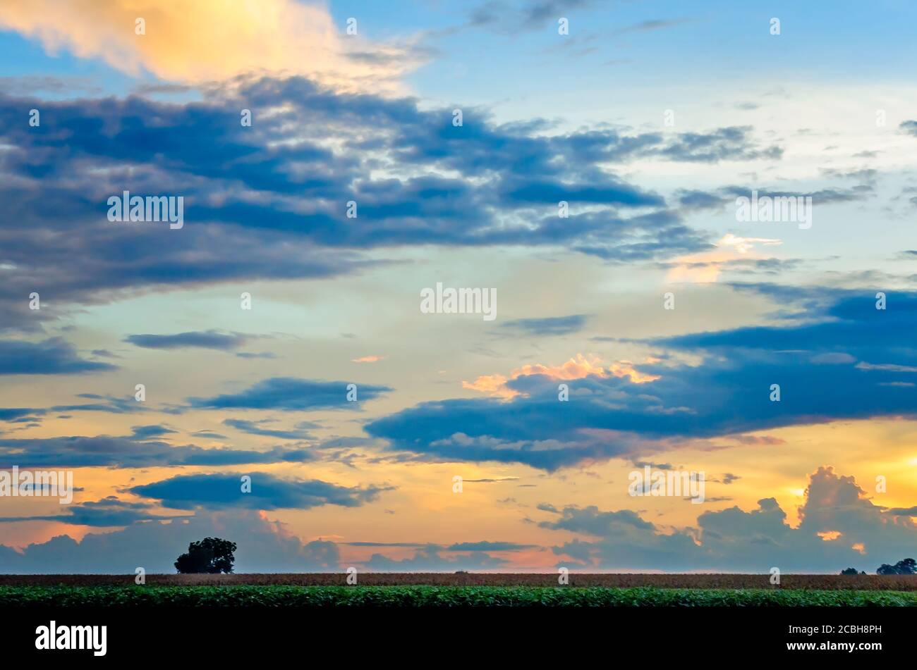 Die Sonne untergeht über einem Feld in Bolivar County im Mississippi Delta, 10. August 2020, in Cleveland, Mississippi. Stockfoto