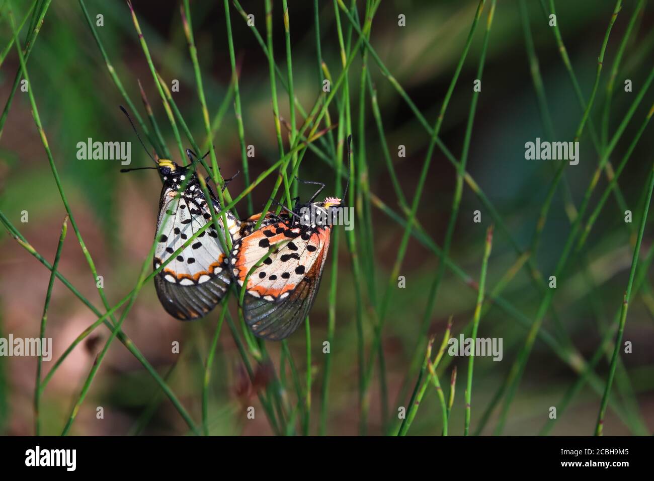 Garten Acraea Schmetterlinge Paarung (Acraea horta) Stockfoto