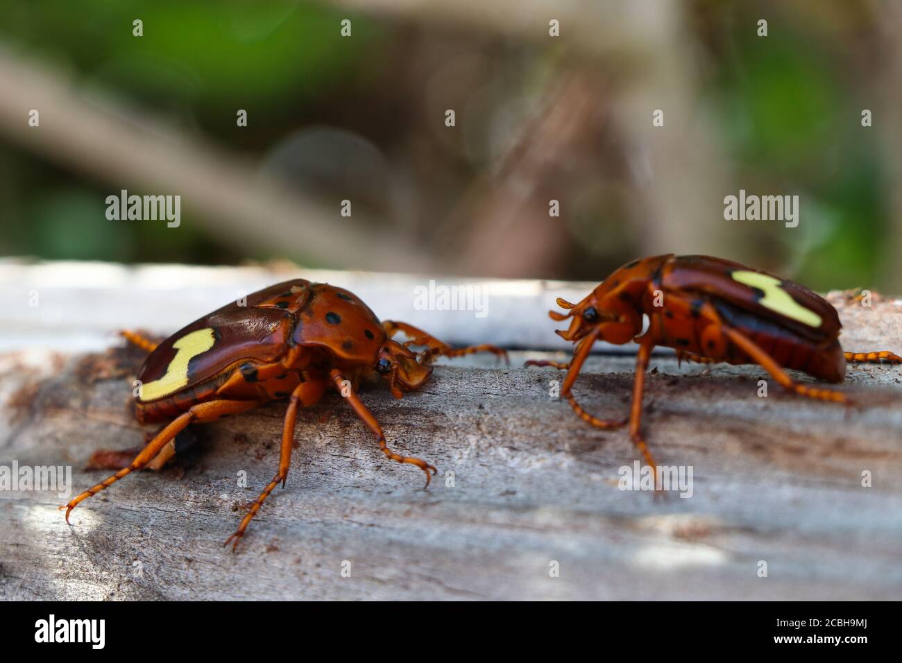 Zick-Zack-Käfer (Anisorrhina flavomaculata) Stockfoto