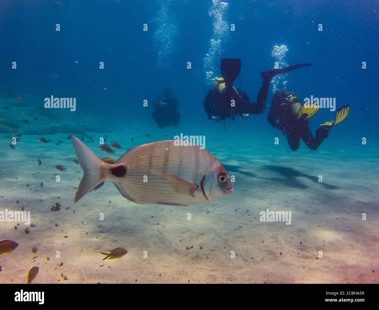 Im östlichen Atlantik Lebender Langer Fisch Atlantic fish -Fotos und -Bildmaterial in hoher Auflösung – Alamy