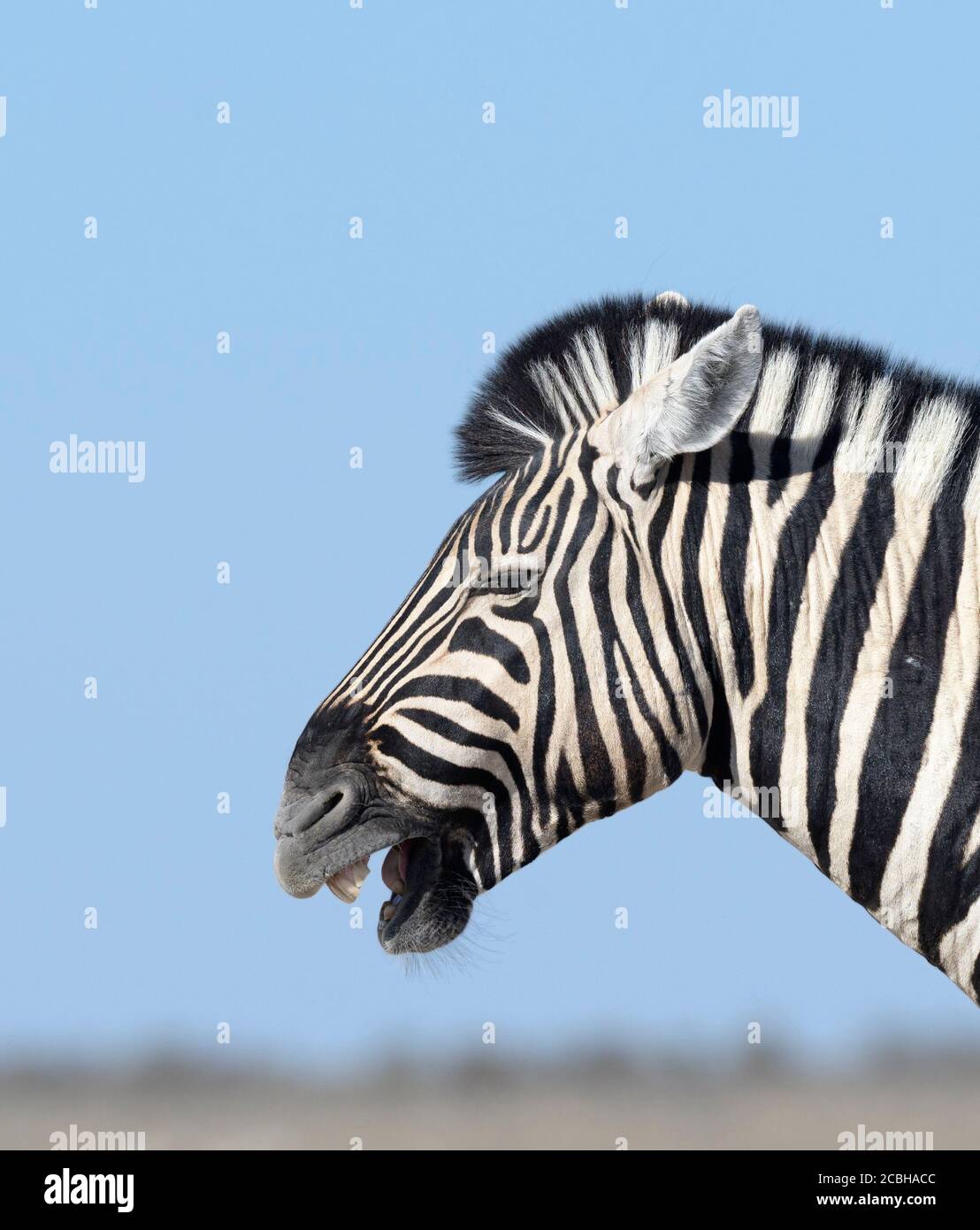 Porträt von Zebra in der Ebene Stockfoto