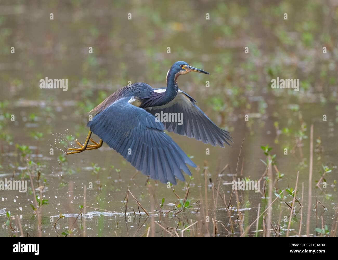 Tricolored Reiher im Flug Stockfoto