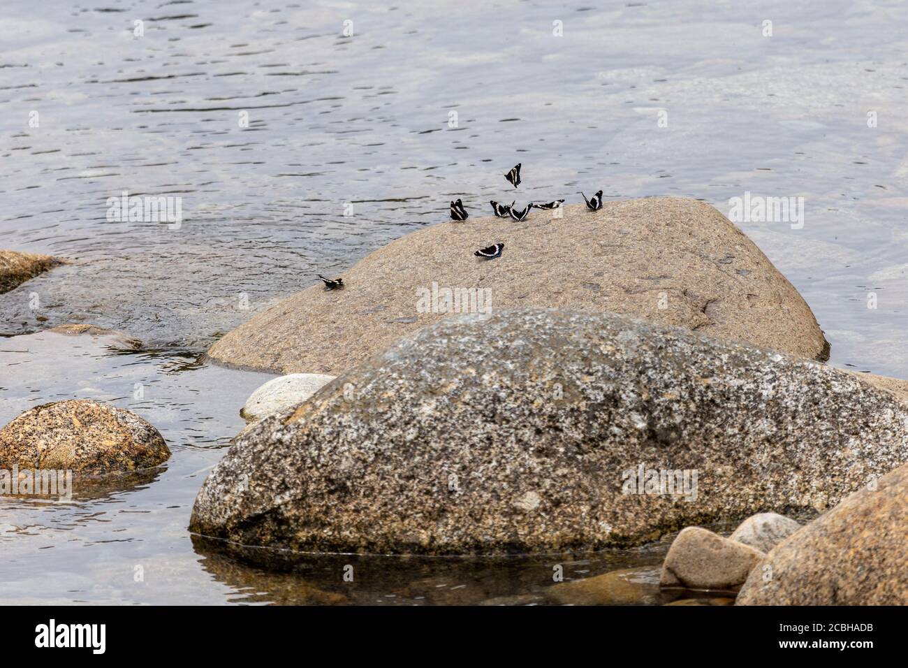 Admiral Butterflies Stockfoto