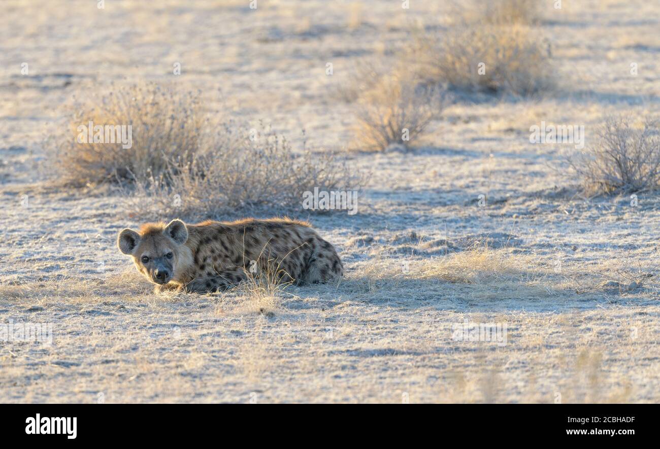 Gefleckte Hyäne, die vom Wüstenboden liegt Stockfoto