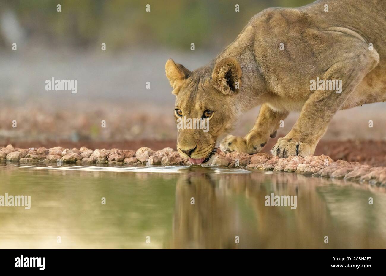 Junge Löwin trinkt am Wasserloch Stockfoto