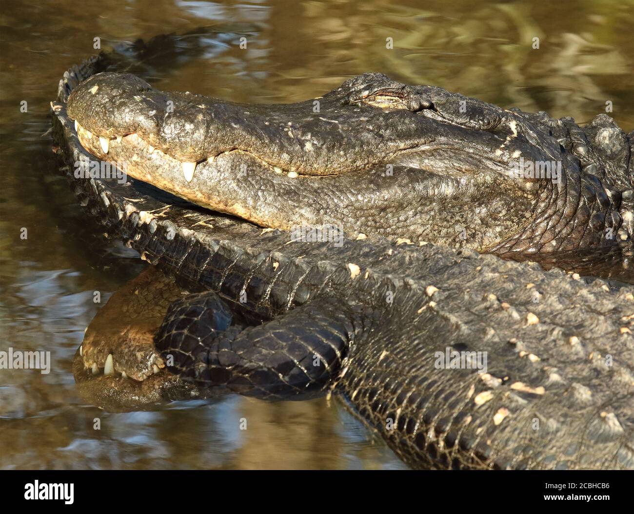 Ein Alligator, der am Schwanz eines Freundes sonnen soll Stockfoto