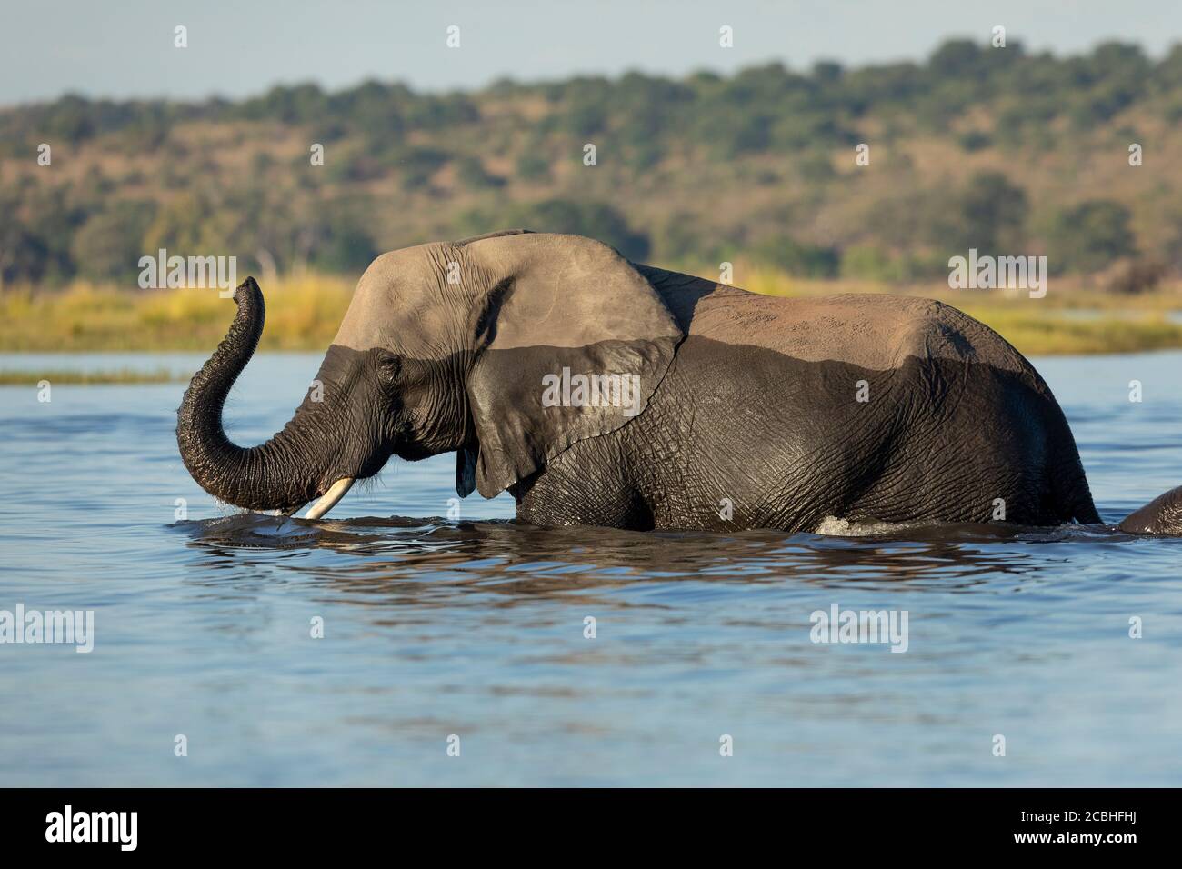 Erwachsene Elefant langsam durch Wasser mit Rüssel nach oben Chobe River Botswana Stockfoto