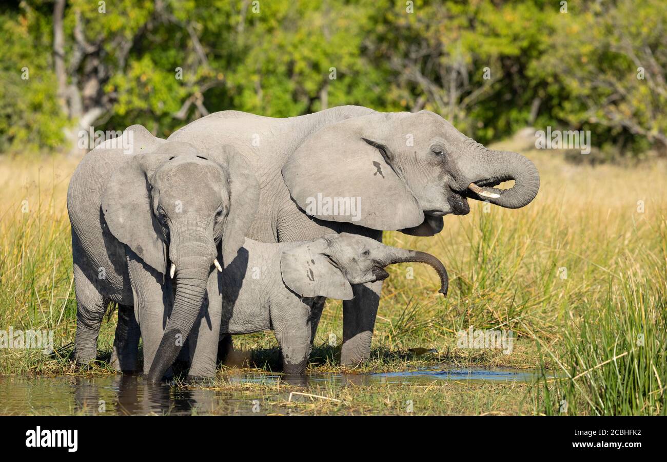 Mutter, Elefantenbaby und ihr älteres Geschwisterchen stehen am Rand des Wassers trinken in gelbem Sonnenlicht in Moremi Okavango Delta Botswana Stockfoto