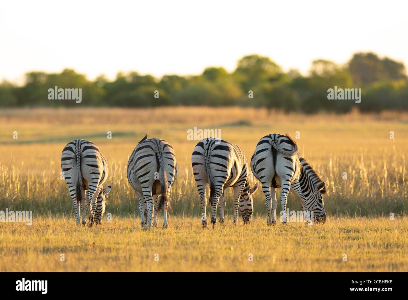 Vier Zebra-Böden mit Blick auf die Kamera mit Zebra essen Gras in Gelbes Licht in Moremi Okavango Delta Botswana Stockfoto