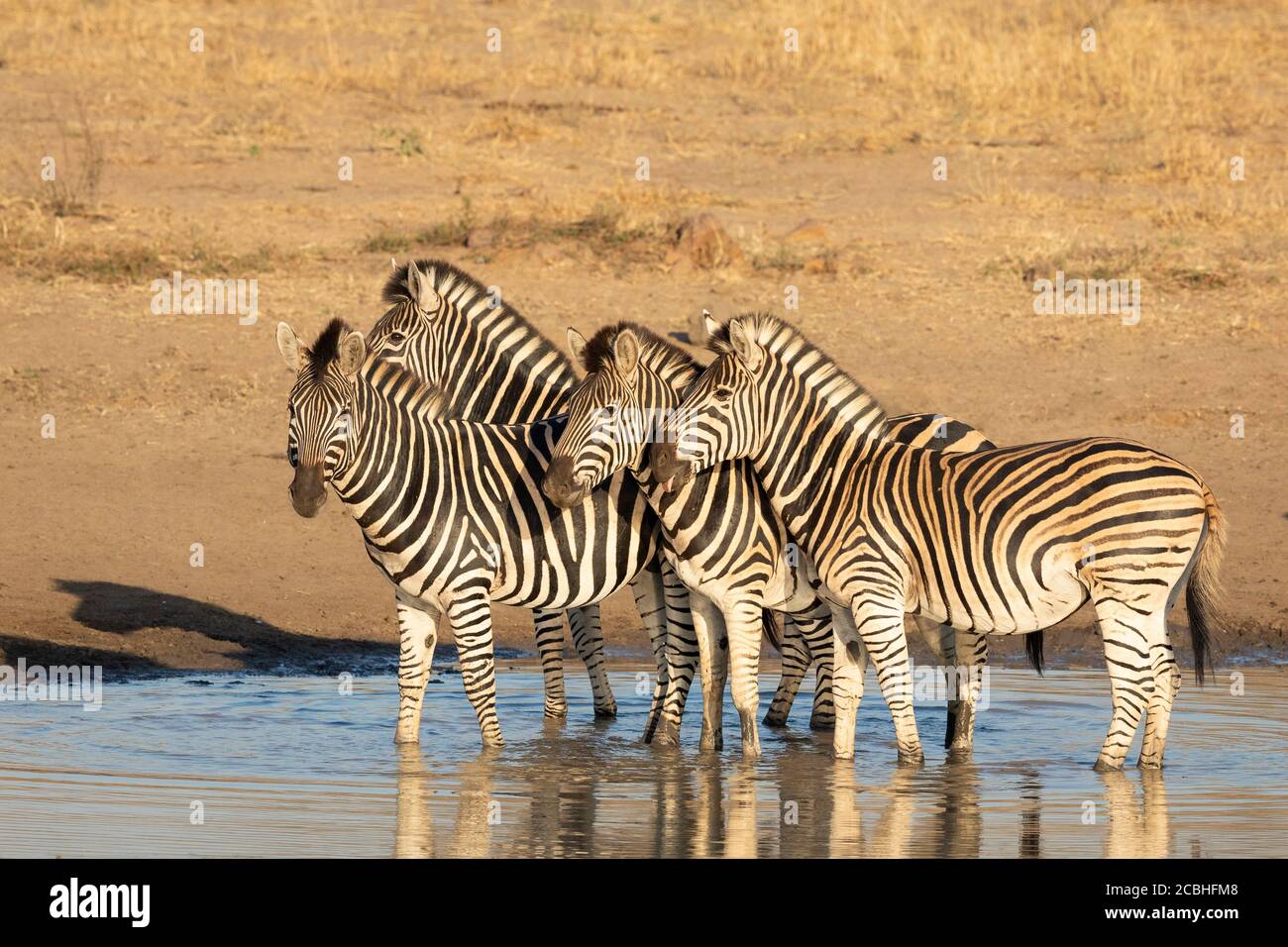 Kleine Zebra Herde steht in knöcheltiefem Wasser mit schönen Fangen Sie Licht in ihre Augen beim Sonnenuntergang im Kruger Park Südafrika Stockfoto