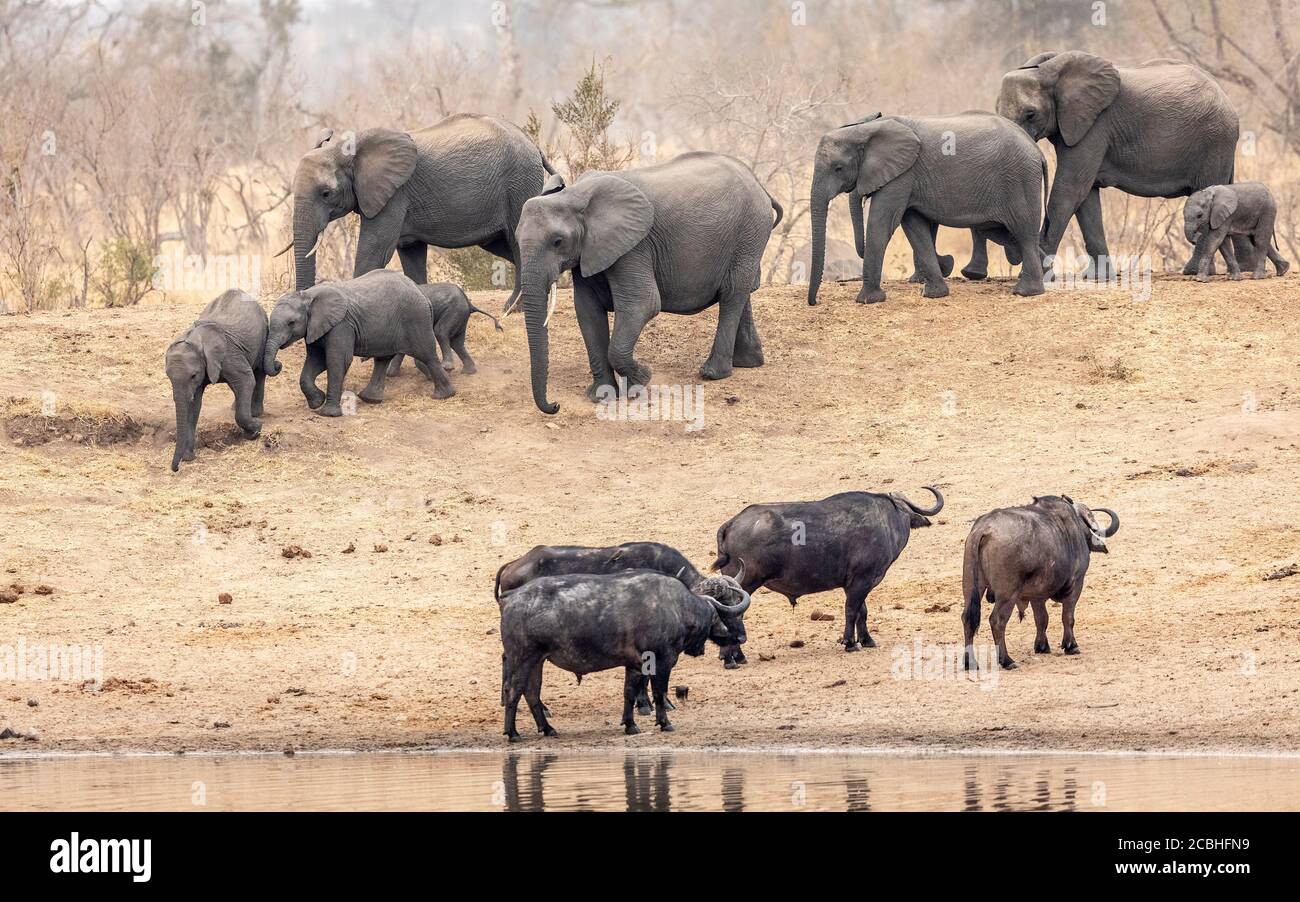 Vier Kapbüffelbullen stehen am Wasser und beobachten die Ankunft der Elefantenfamilie mit Babys im trockenen Winternachmittag Im Kruger Park South Africo Stockfoto