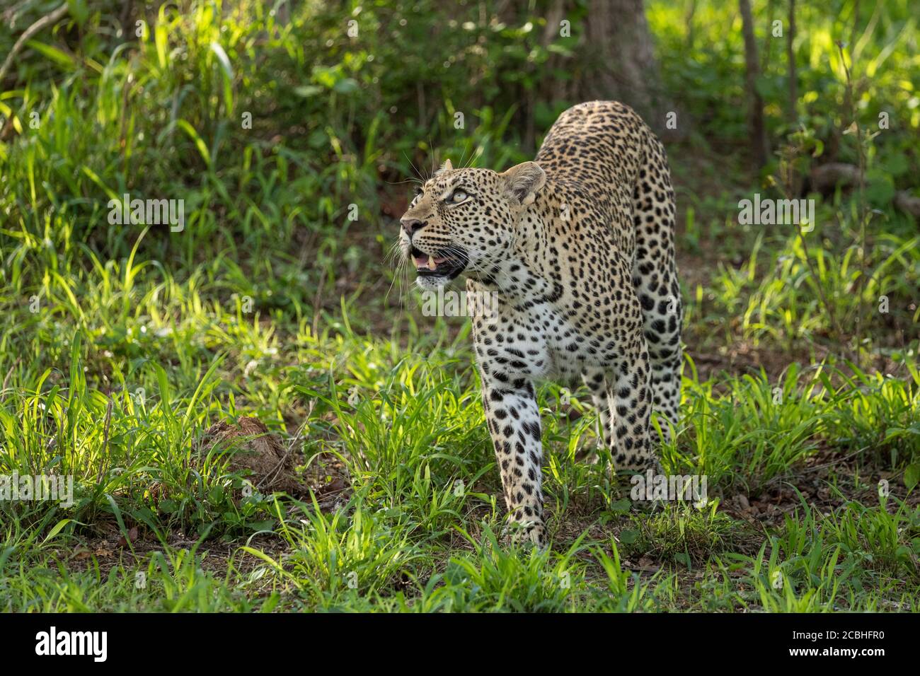 Ausgewachsener Leopard mit schönen Augen, die mit grünem Gras aufschauen Im Hintergrund im Kruger Park Südafrika Stockfoto