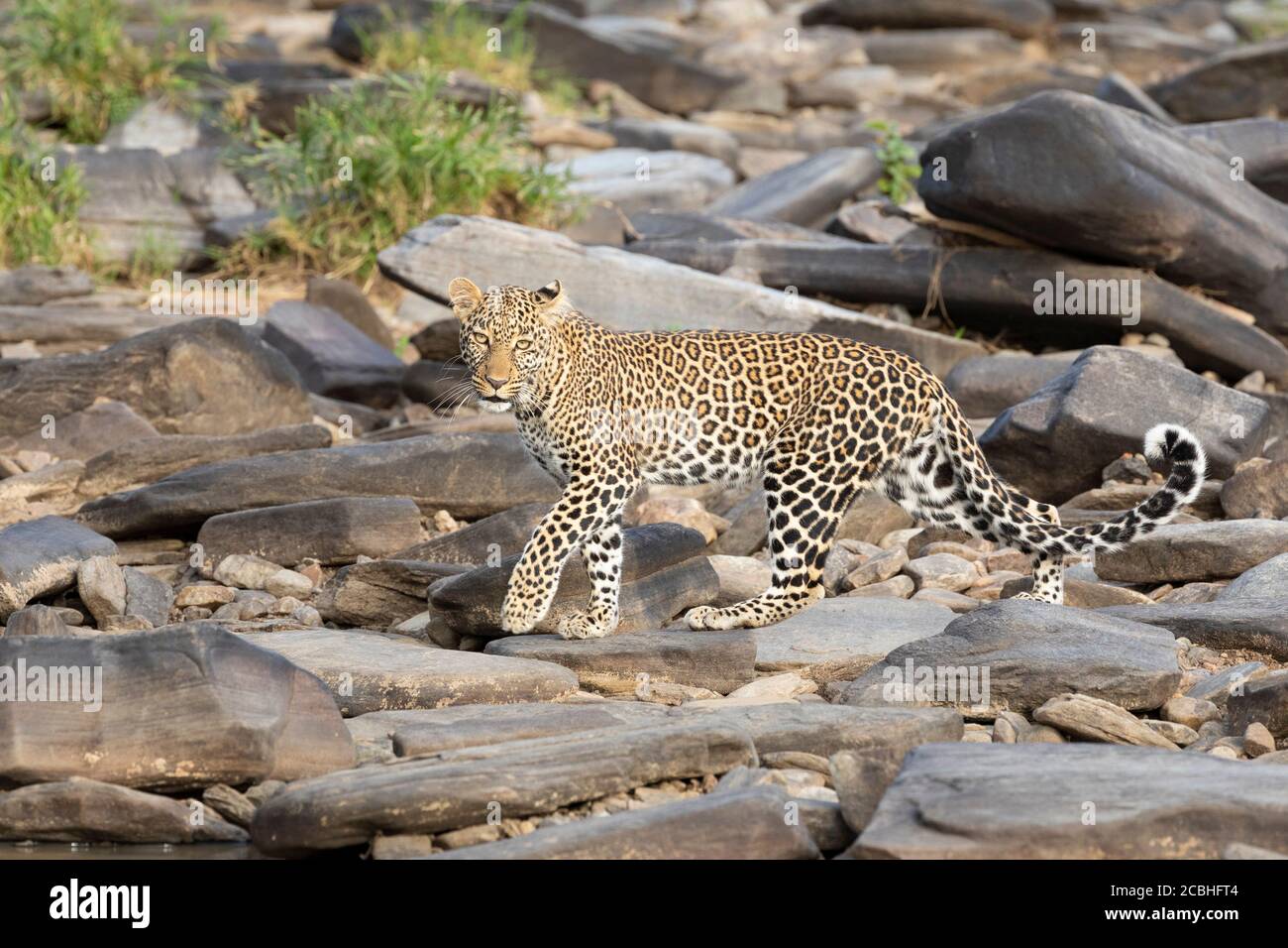 Ganzkörperseite auf dem erwachsenen Leoparden, der die Kamera anschaut Wandern auf großen Felsen in Masai Mara Kenia Stockfoto