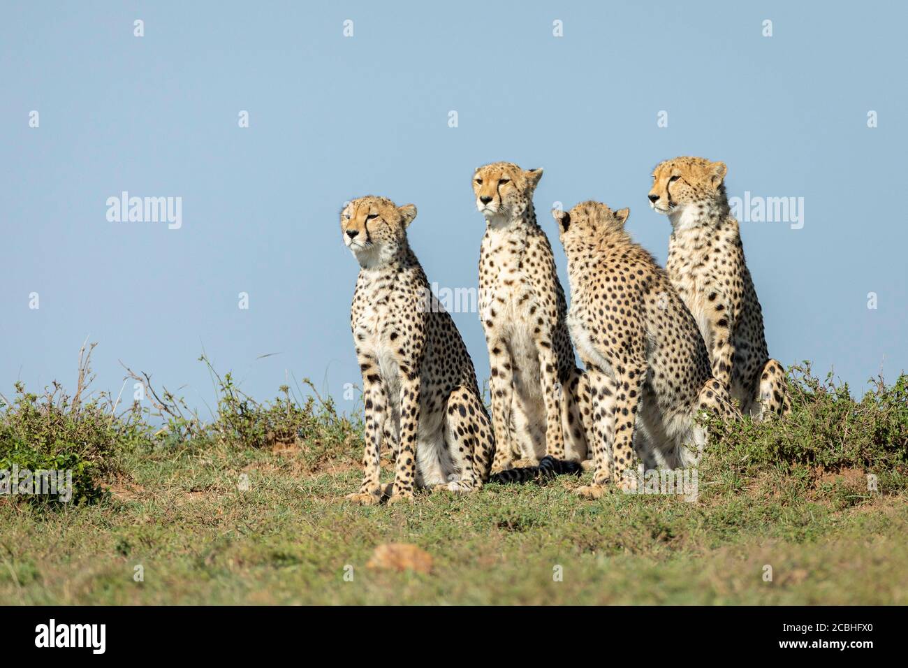 Vier Erwachsene Gepard sitzen aufrecht und schauen wach in voller Sonne In Masai Mara Kenia Stockfoto