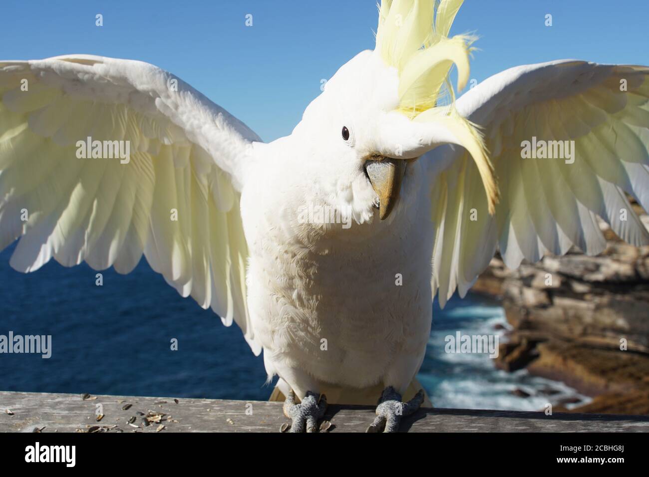 Nahaufnahme Vorderansicht eines aufgewühlten Schwefelkucksels mit Flügel ausgebreitet Stockfoto