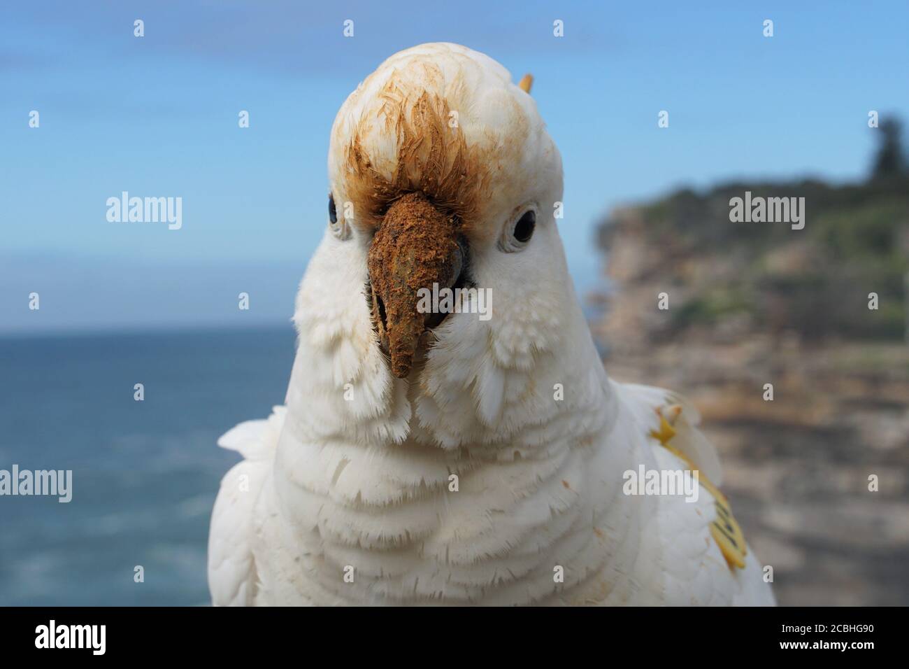 Nahaufnahme Vorderansicht eines Schwefel-Crested Cockatoo mit Schlammschnuppe Schnabel Stockfoto