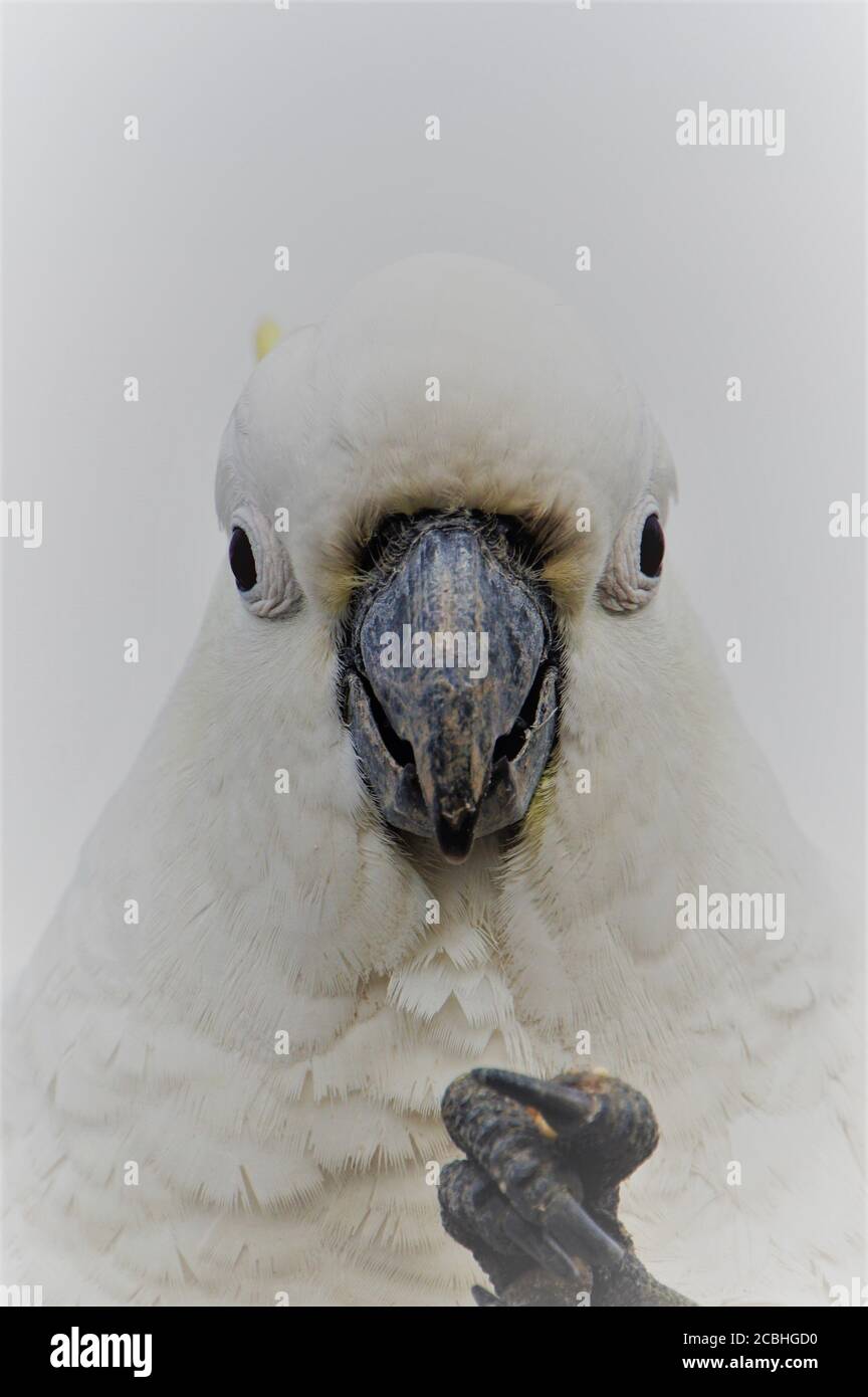 Frontaler Kopfschuss eines Schwefel-Crested Cockatoo Stockfoto