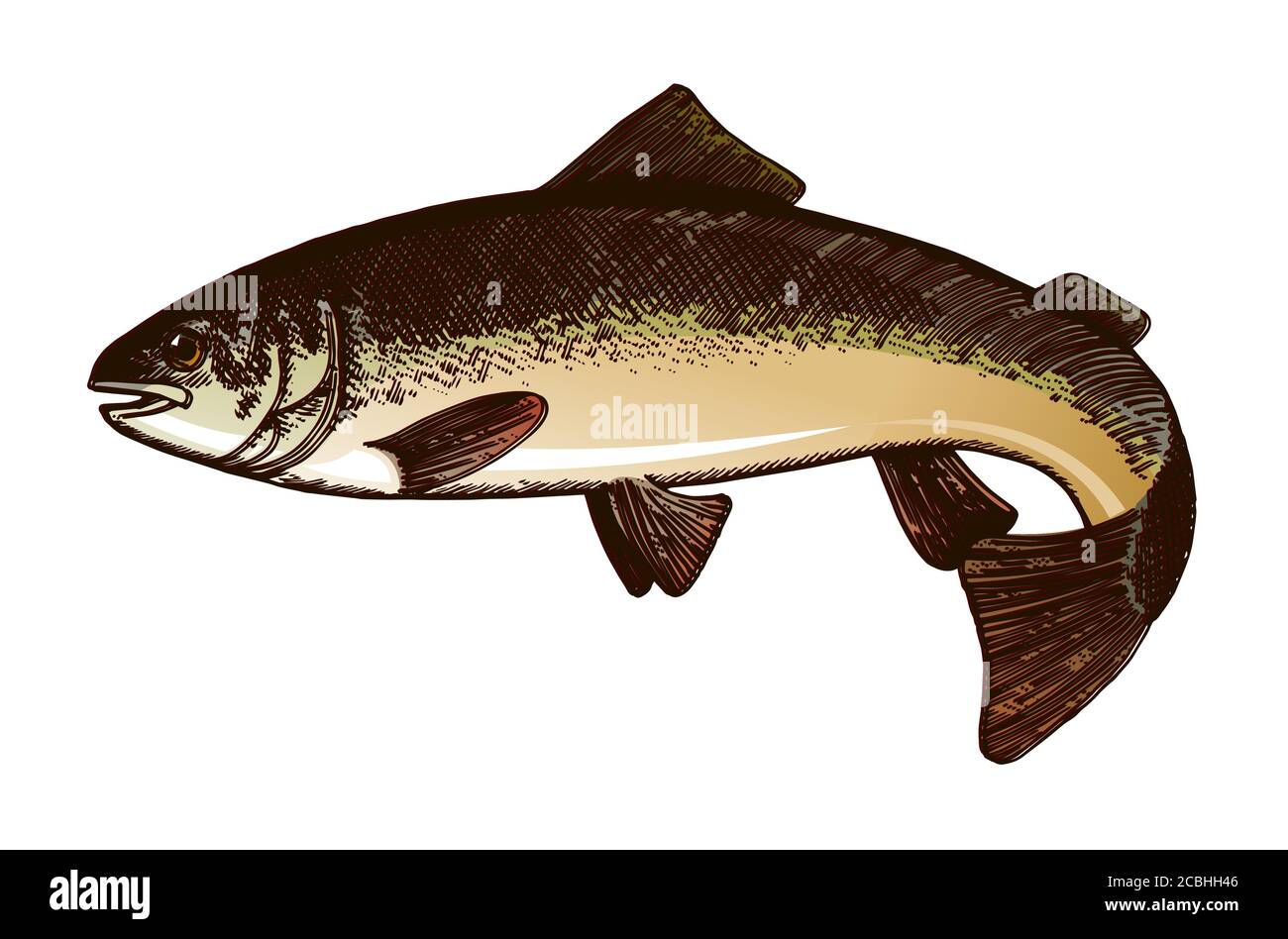 Hand Zeichnung Fisch Vektor. Bleistift, Papier, Filzstift. Isoliertes Objekt auf weißem Hintergrund. Fisch in Bewegung, in vivo. Teich, Fluss, Meer. Wedelt Schwanz, fl Stock Vektor
