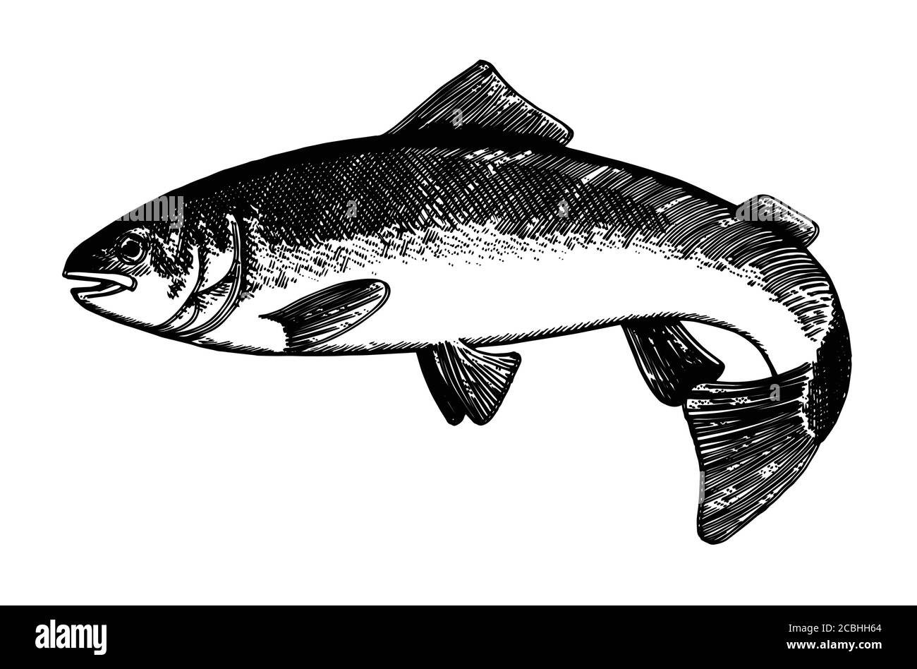 Hand Zeichnung Fisch Vektor. Bleistift, Papier, Filzstift. Isoliertes Objekt auf weißem Hintergrund. Fisch in Bewegung, in vivo. Teich, Fluss, Meer. Wedelt Schwanz, fl Stock Vektor