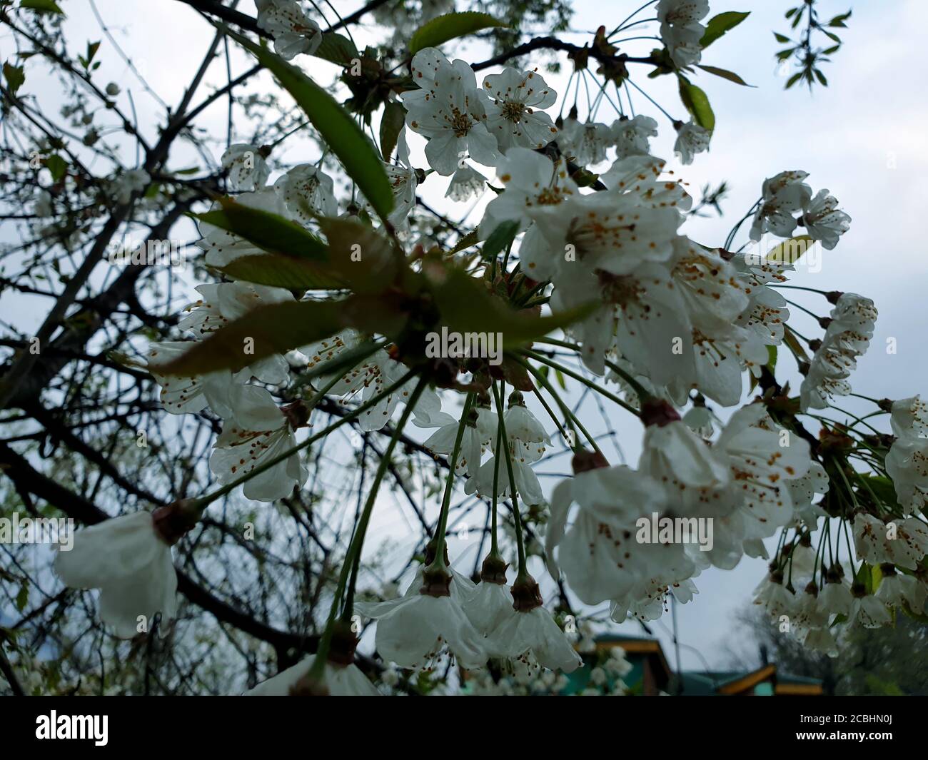 Frühling Knospen Blumen neue Früchte Baum Äste Grün und grüne Schönheit der Natur. Kleine Bäume wachsen im neuen Frühjahr. Die schöne Landschaft von Natu Stockfoto